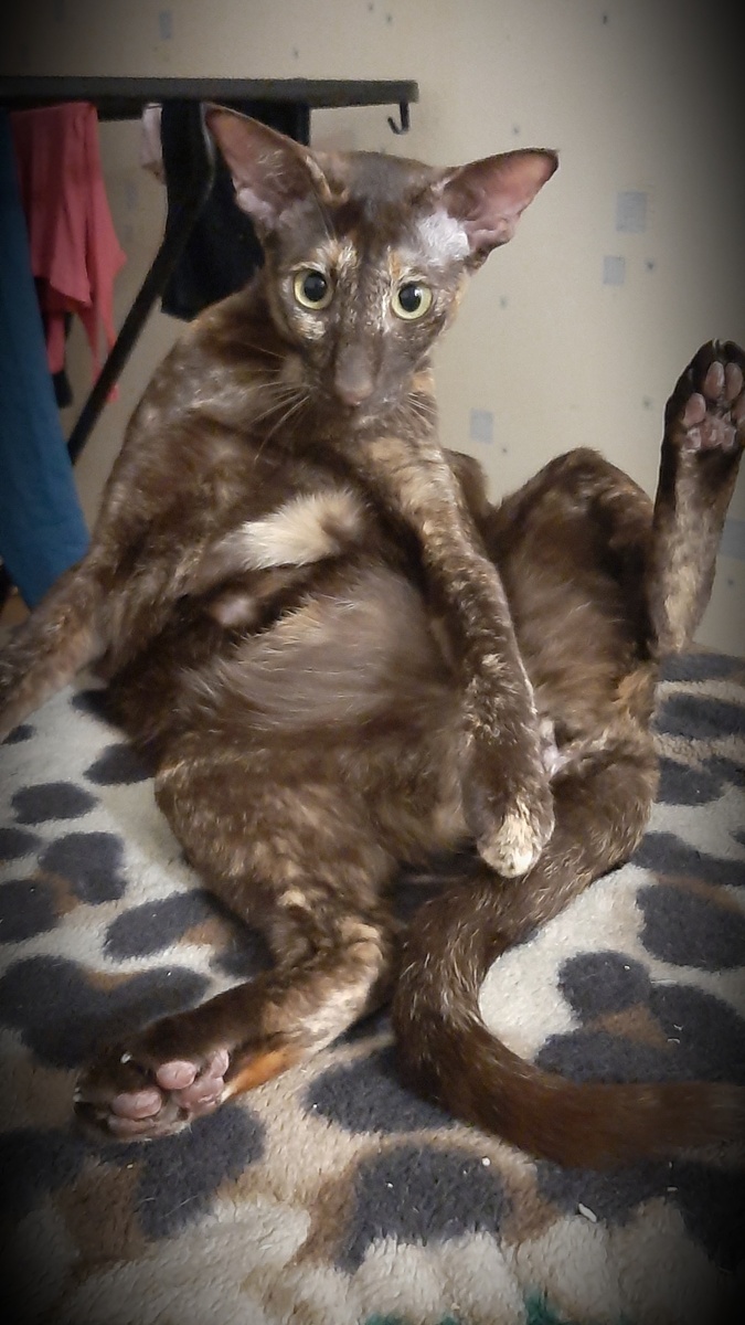 Ты че? А ну-ка быстро коня нарисовала!