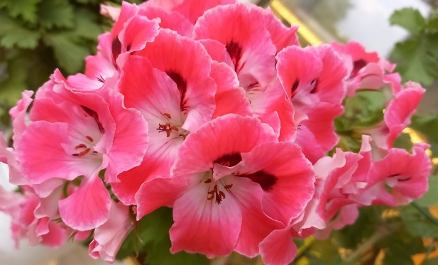 Королевская пеларгония Elegance Sunrise. Цветок чуть меньше, чем в его натуральную величину.