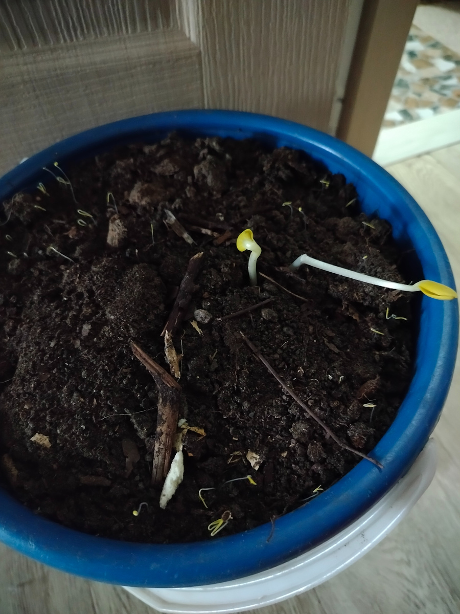 Через неделю компост "заколосился"