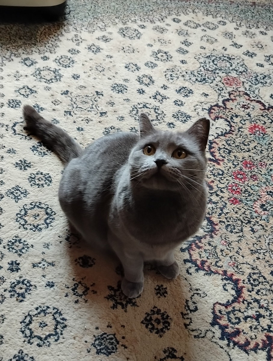 Любопытная и очень милая киска