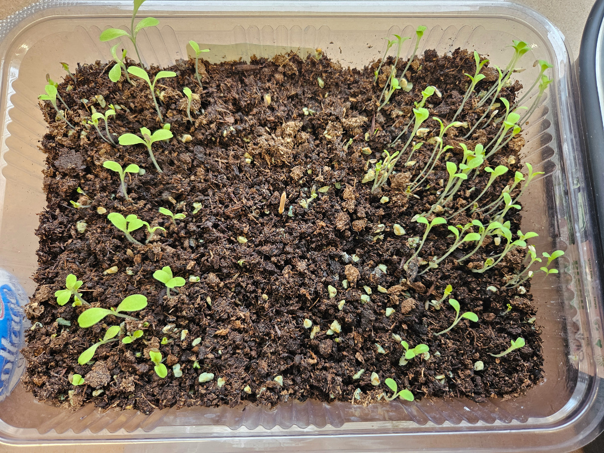 Вторая попытка вырастить рассаду салатов