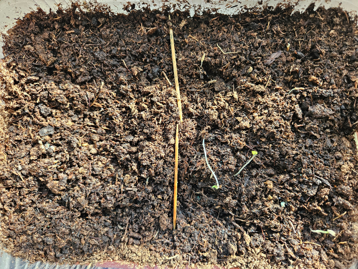 Первый посев салатов