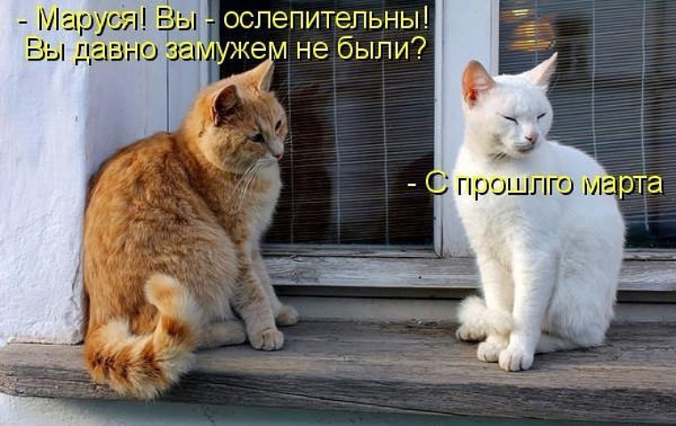 (��������: kotomatricy).
