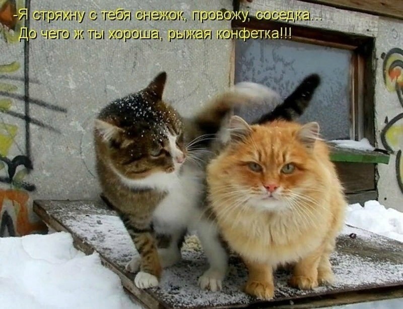 (��������: kotomatricy).