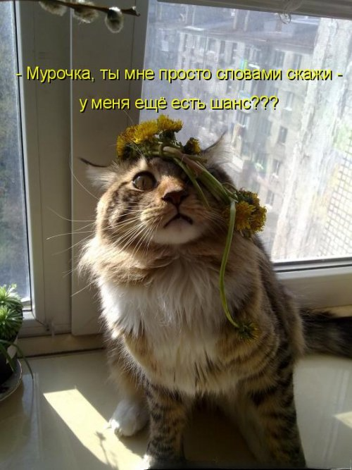  (��������: kotomatricy).