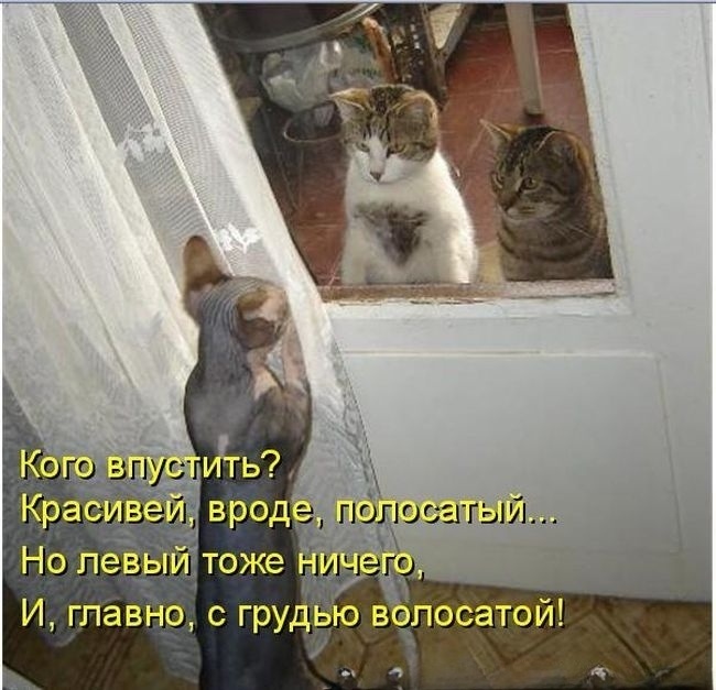 - ���������, ������ ������. (��������: kotomatricy).