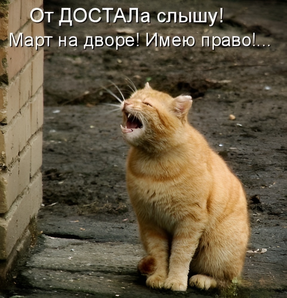 (��������: kotomatricy).