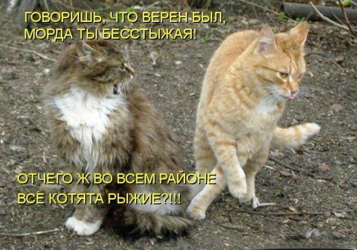 (��������: kotomatricy).