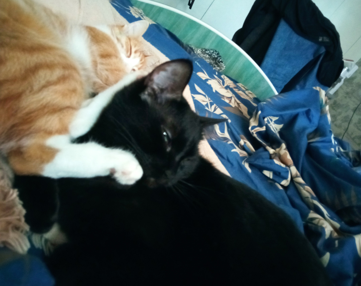 Ох, уж эта сестринская любовь)) Чубонька и Шерренька (Кися))) 