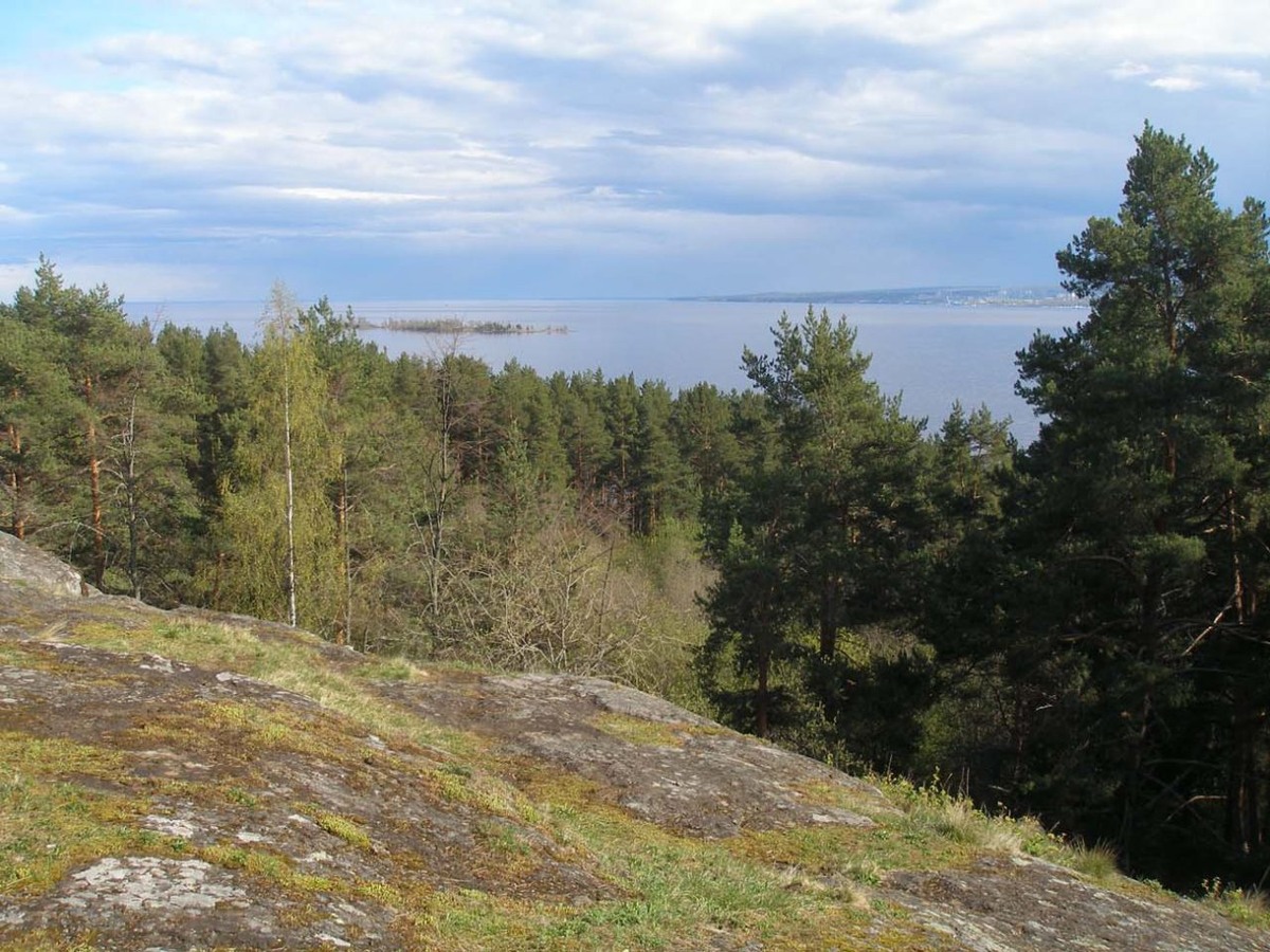    Чертов стул. Фото: Ботанический сад ПетрГУ