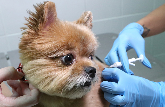    Для регистрации собаку обязательно нужно чипировать.Сергей Карпухин/ТАСС