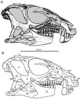 Зарисовка голотипа SAM-PK-K337 в естественном состоянии (А); зарисовка с обозначением частей черепа (В)