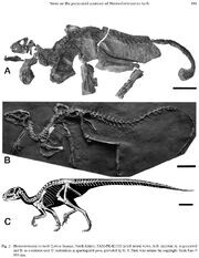 Скелет SAM-PK-K1332