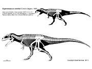 Реконструкция скелета