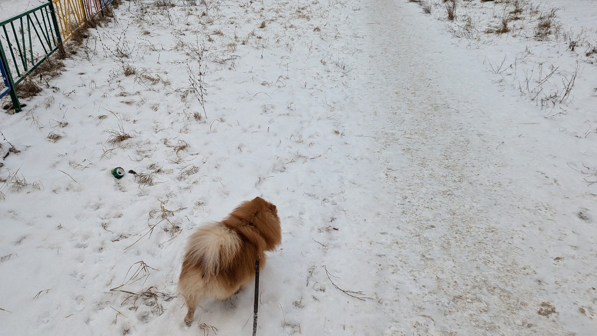 Симба на прогулке