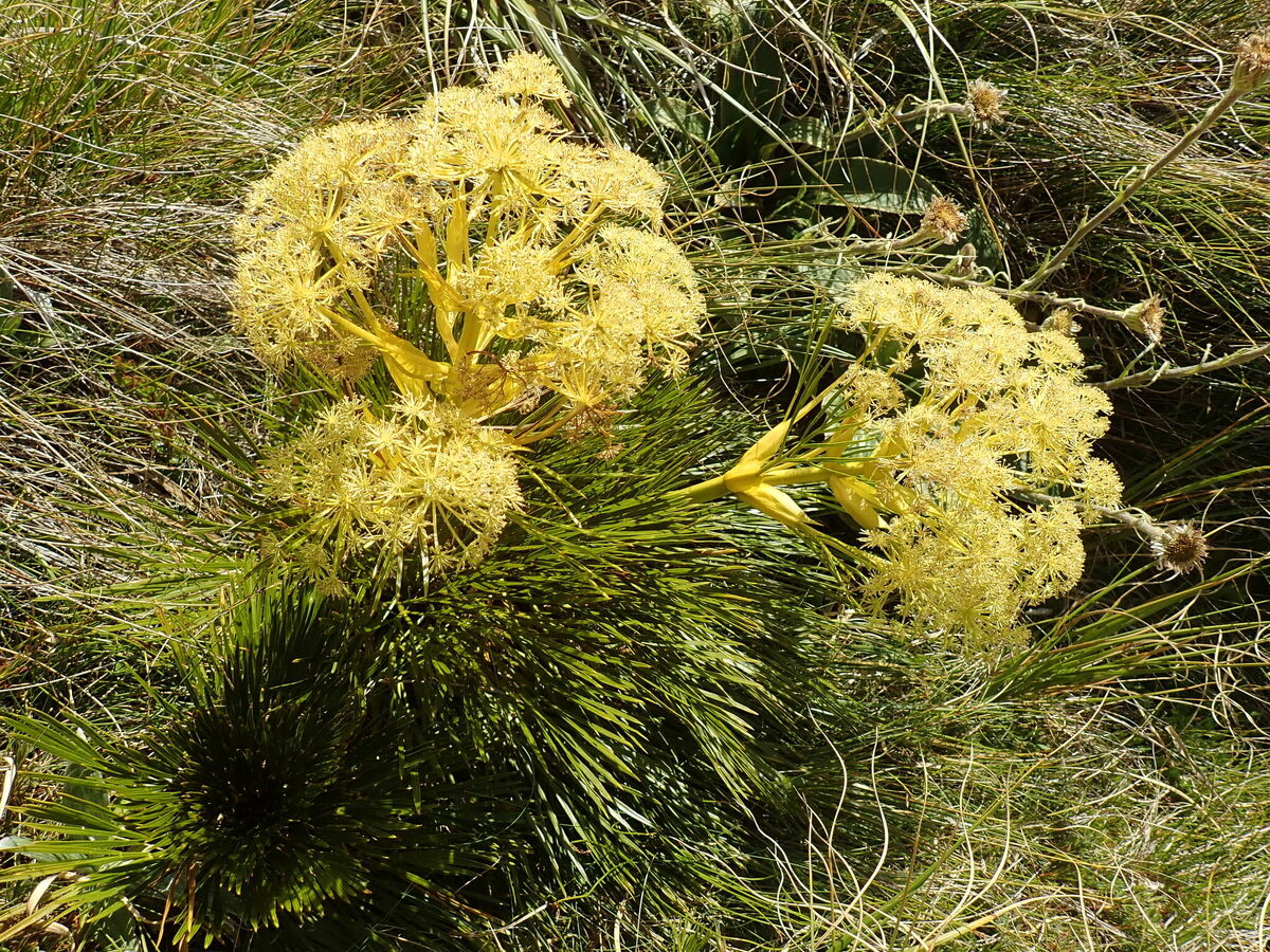 Ацифилла разделенная. Фото: Melissa Hutchison (CC BY-NC-ND)