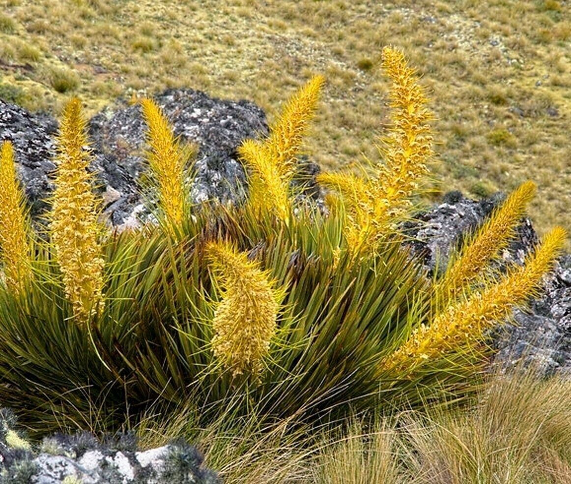 Ацифилла золотая. Фото: https://i.ebayimg.com/images/g/tsgAAOSwUW1mBIIS/s-l1600.jpg