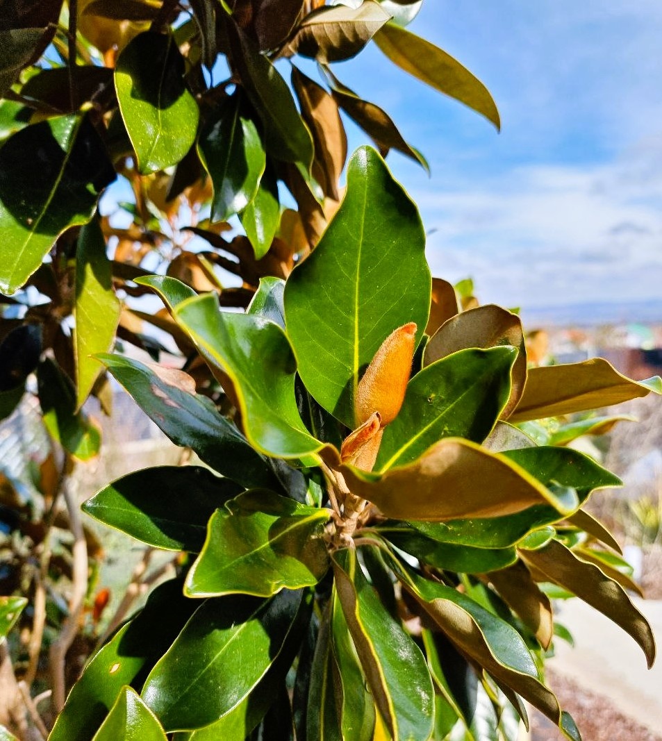 M. grandiflora ‘Little Gem’. Февраль. Анапа.
