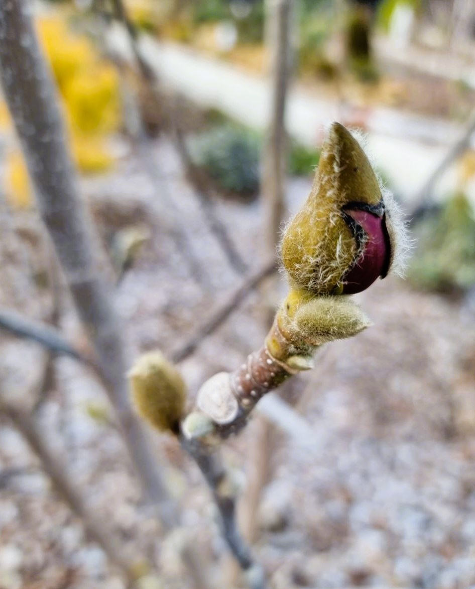 Торопыга 'Cameo', сорт Ванса Хупера. Все равно один из любимых, хотя бы потому, что цветение очень длительное, плюс есть повторное, а само деревце небольшое. Цветки очень аккуратные, нерастрепанные.