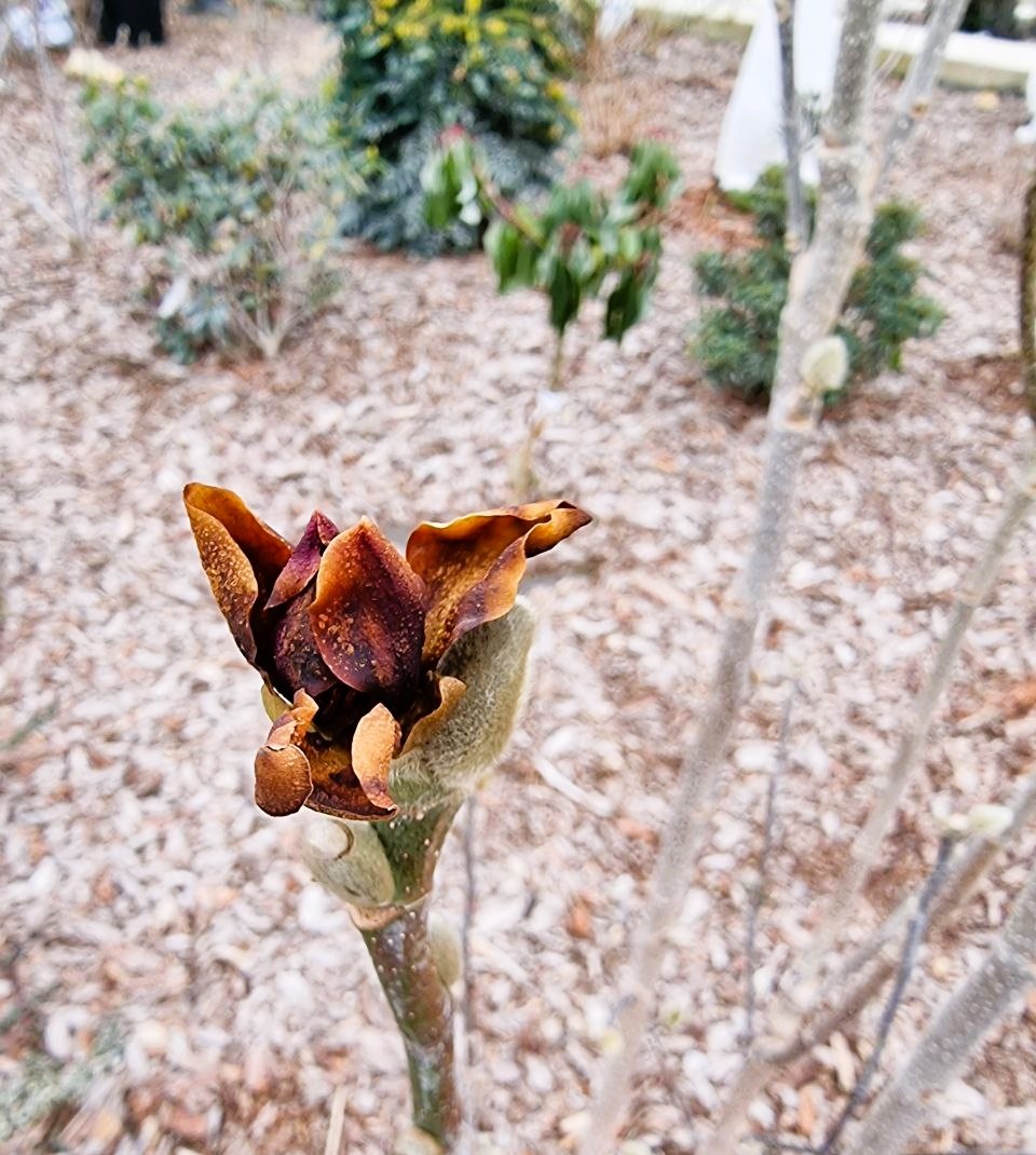 Один все-таки раскрылся от тепла и в итоге замерз.