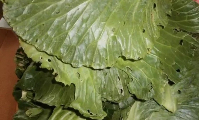 Капустные листья. 