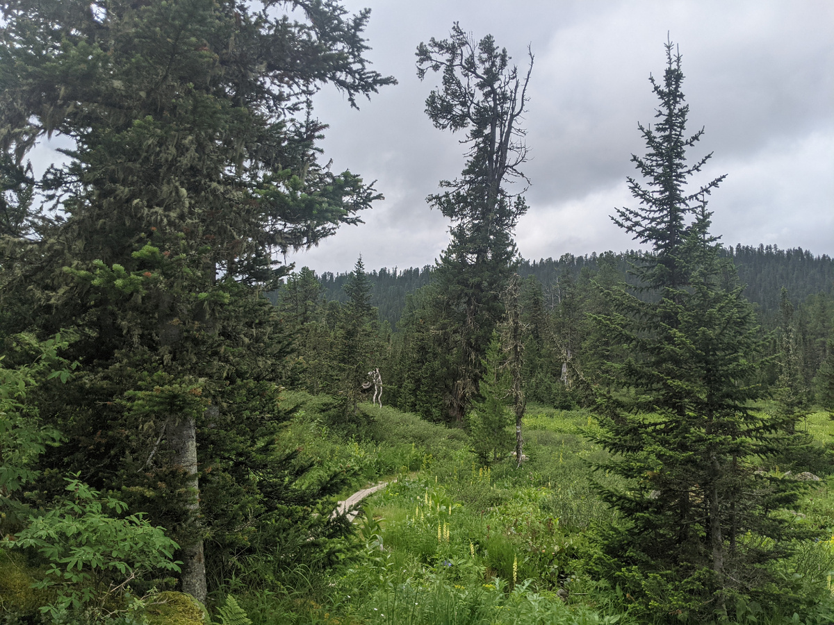 Теёжная Хакасия и Горный Алтай. В основном здесть растет кедр из которого рубят срубы