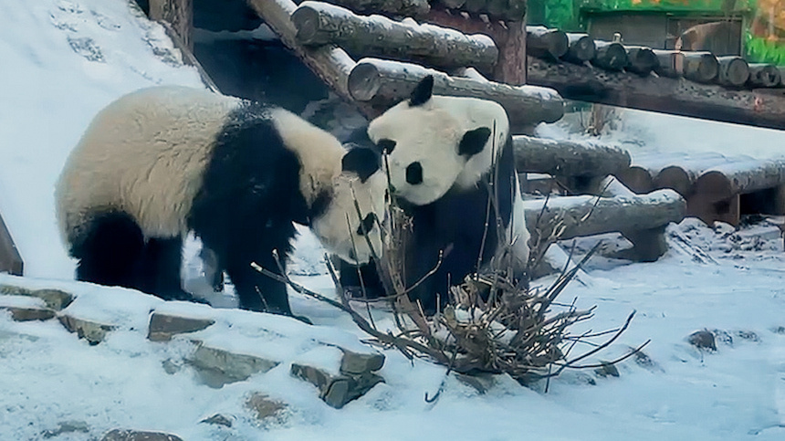    Фото: Telegram/Светлана Акулова/svetlanaakulova1; 5-tv.ru