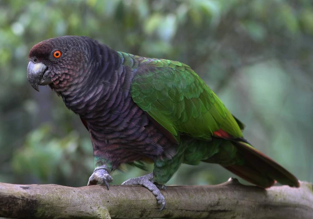 Современный императорский амазон