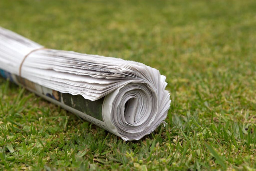 Не стоит выбрасывать прочитанную газету. Используйте ее на садовом участке. Иллюстрация взята из открытых источников.