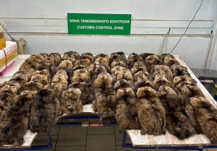 Нередко браконьерами становятся потому, что легально товар просто некому сдать / Фото: Федеральная таможенная служба