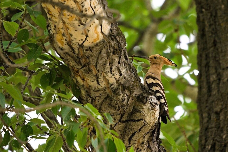    Горный Алтай. Источник: предоставлено "Толку"