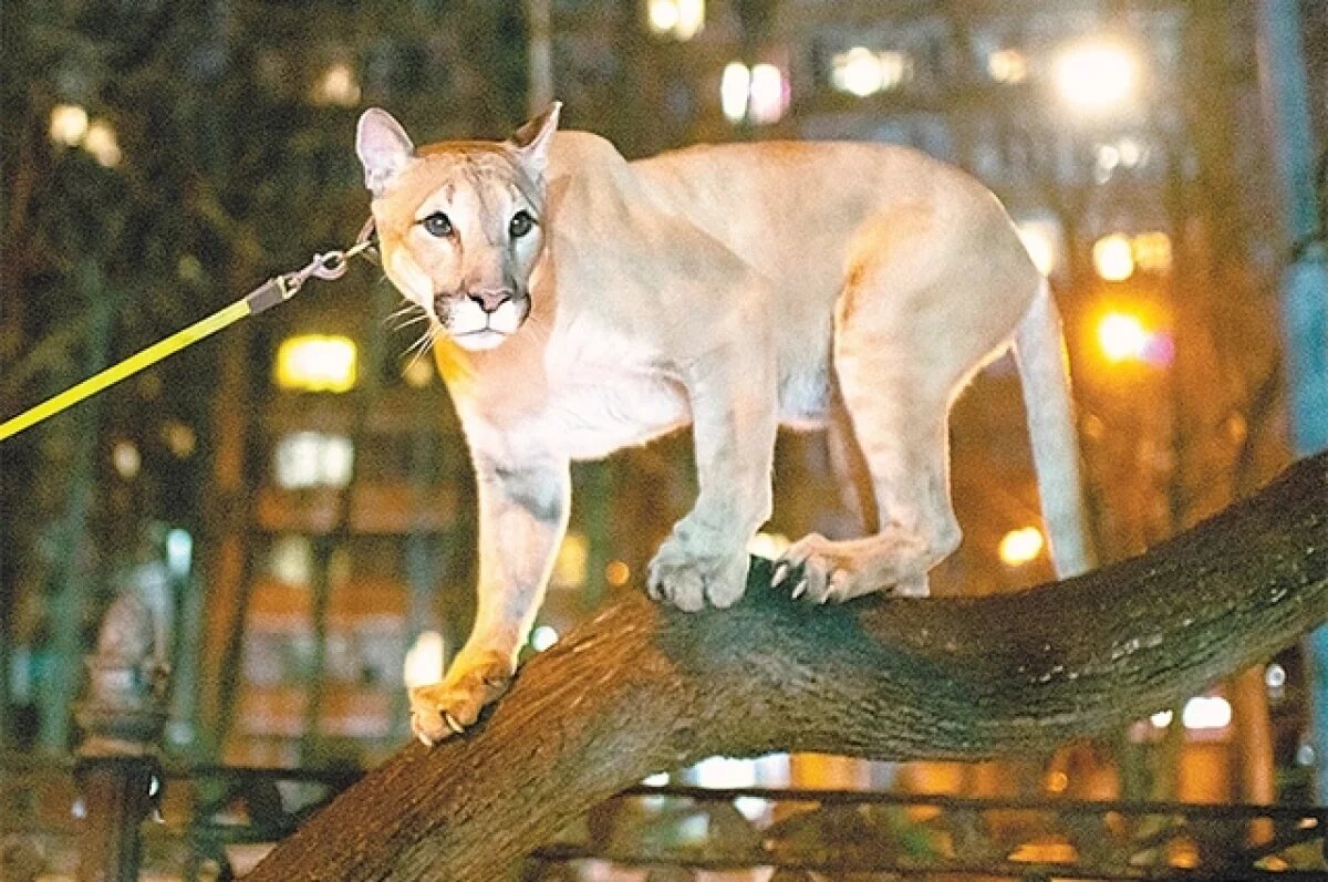    У Геркулеса диагностирована эпилепсия: животному нужны специальный уход, медпомощь и диета.