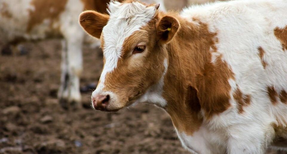    Elena Mayorova/Global Look Press / Global Look Press