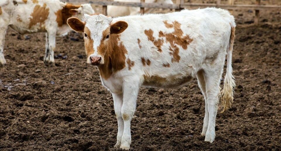    Elena Mayorova/Global Look Press / Global Look Press