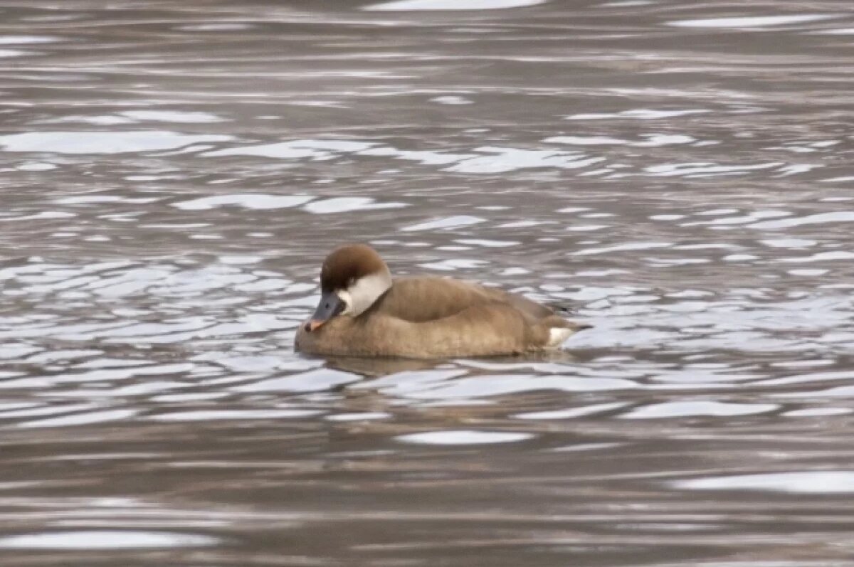    Красноклювый нырок.