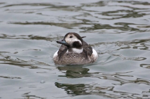    Морянка. Фото: Из личного архивa/ Ксения Калинина