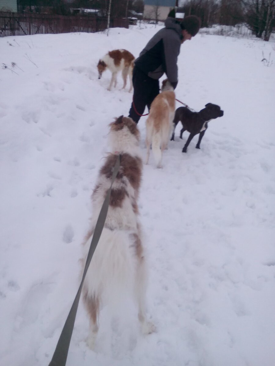 Одна из немногих срхранившихся фото питбульши