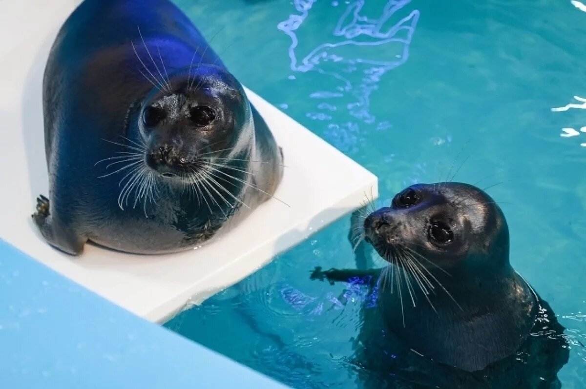    Артисты нерпинария.