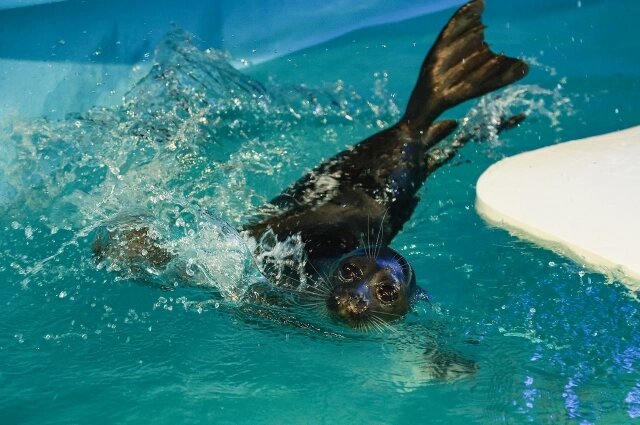    Нерпы мастерски исполняют трюки. Фото:  АиФ/ Виктор Крутов