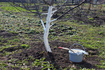 Побелка дерева весной.