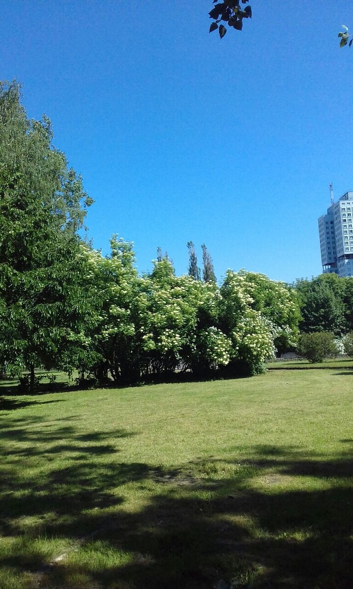 Городской пейзаж. Личный архив.