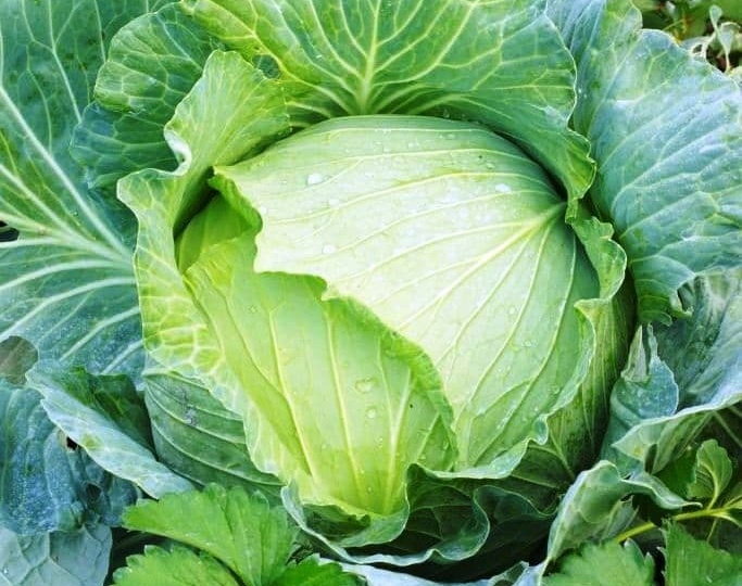12 лучших сортов белокочанной капусты для весеннего посева