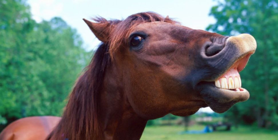 Над заработком только и остается, что ржать