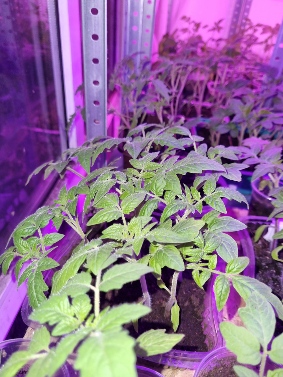 Моя рассада. Не следую советам, а результат есть))