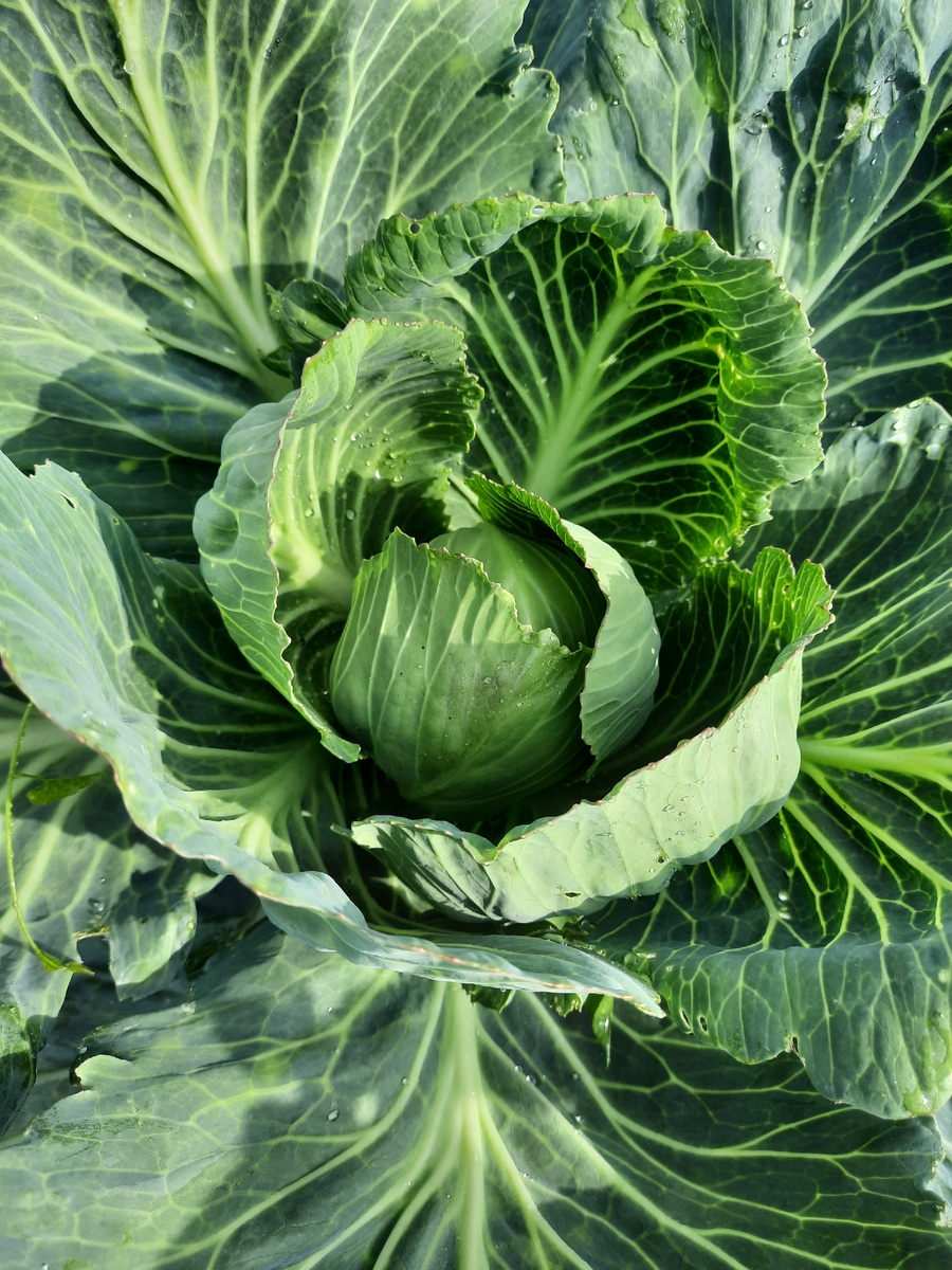 А вот капусту пыталась выращивать по всем правилам и советам. Во какая нарядная, листья во все стороны😁