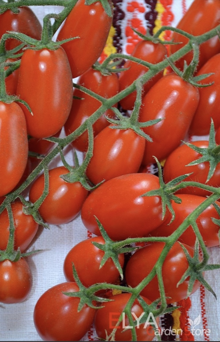 Фото от Elya Garden, от неё же и был мой сорт.