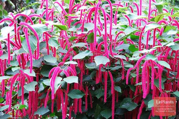 Источник фото https://leplants.ru/acalypha-hispida/