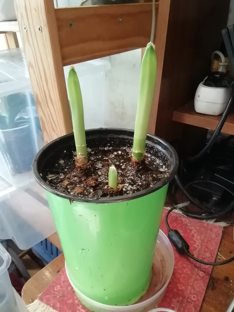 Полила-напиваются!