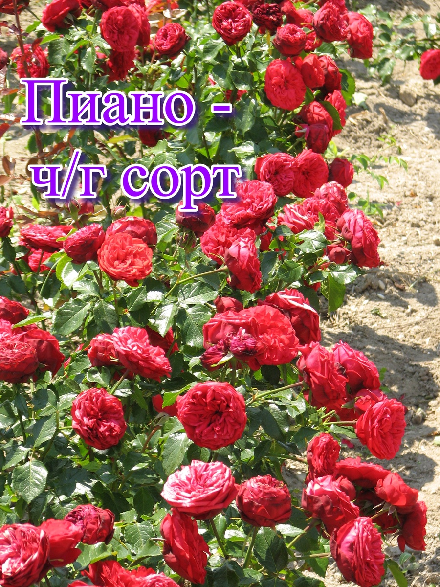 приобрести саженцы роз вы можете в нашем интернет магазине rozarium.biz