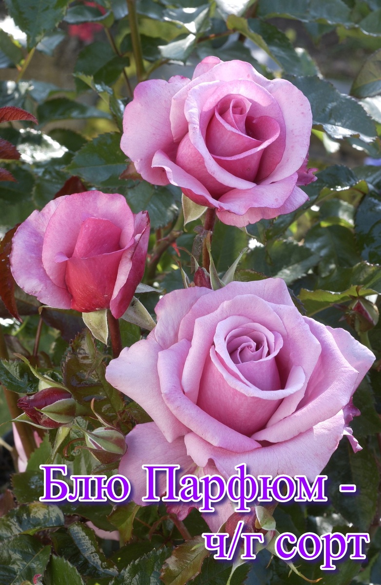 приобрести саженцы роз вы можете в нашем интернет магазине rozarium.biz